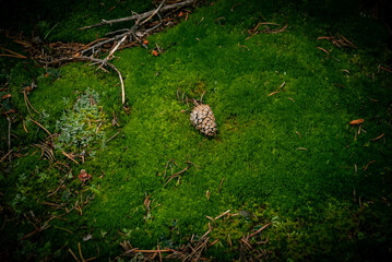 A minimal forest still life of a solitary pine cone laying on a bed of lush green moss and lichen surrounded by fallen pine needles and twigs. Rocky Mountain National Park, Colorado USA