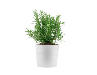 Rosemary in white clay pot, isolated