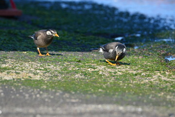 海辺のムクドリ