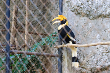 A hornbill in a cage with sad eyes