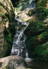 Obraz premium Waterfall forest