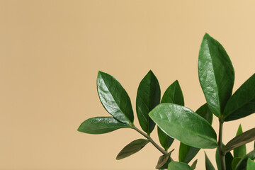 a green plant zamioculcas on a beige background with a copy space. Ornamental garden in the apartment. Minimal modern interior decoration concept.