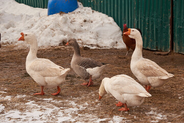 A few fat important geese are walking on a muddy road .