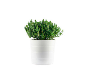 thyme in a white pot, isolated