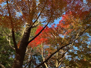 autumn in the park