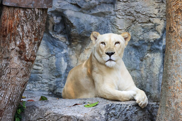 Obraz premium Formidable, female, white lion close-up