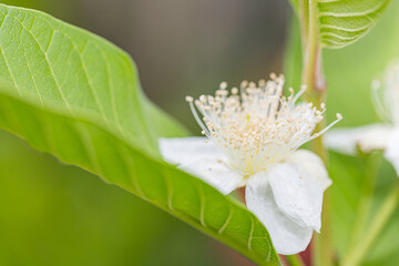 White guava flowers bloom before the fruit of the guava