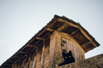 Fototapeta na wymiar black cat in front of traditional galician, spanish Hórreo
