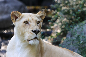 Formidable, female, white lion close-up
