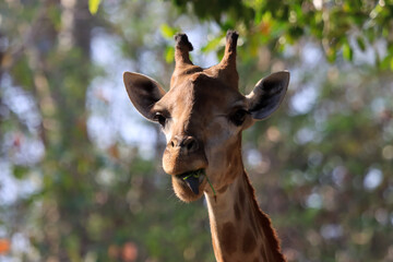 Fototapeta premium A giraffe near the head that is eating food.