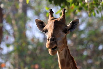 A giraffe near the head that is eating food.