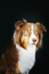 portrait of australian shepherd 