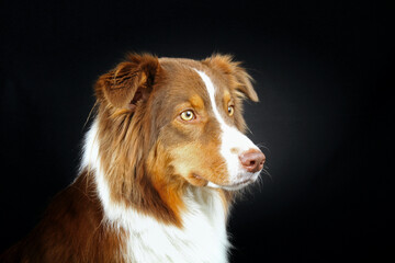 portrait of australian shepherd 
