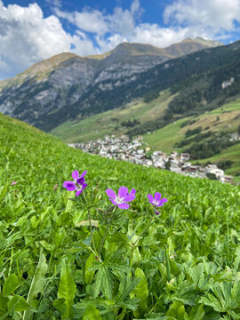 Violette Blumen oberhalb von Vals in Graub&uuml;nden
