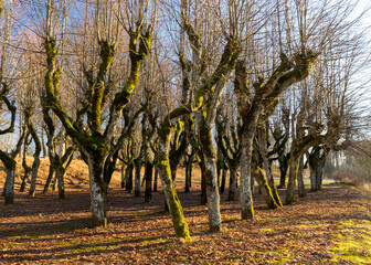 Old linden alley, Katvaru manor park, which looks so ghostly and unusual - just like from fairy...