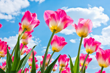 Pink tulips against blue sky with white clouds