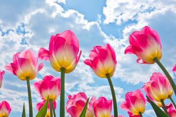 Pink tulips against blue sky with white clouds