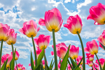 Pink tulips against blue sky with white clouds - 417536544