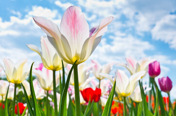 Fototapeta na wymiar tulips against blue sky with white clouds