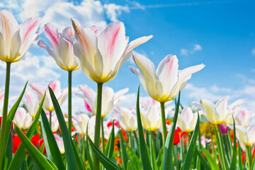Tulips against blue sky with white clouds