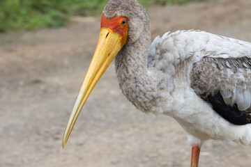 Kruger National Park: Yellow-billed stork