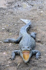 Obraz premium Crocodile / Open mouth