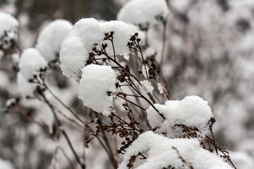 Dry frozen plants covered with snow, shallow depth of field closeup detail - only few ice crystals in focus