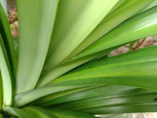 Fototapeta premium Pandan plants that live healthy.