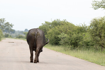 Naklejka na ściany i meble Kruger National Park: Buffalo blocking the main road