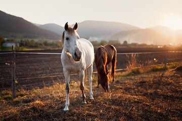 Two Arabian horses - white and brown one - walking on grass ground lit by afternoon sun, blurred field and mountains background