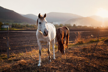 Two Arabian horses - white and brown one - walking on grass ground lit by afternoon sun, blurred...