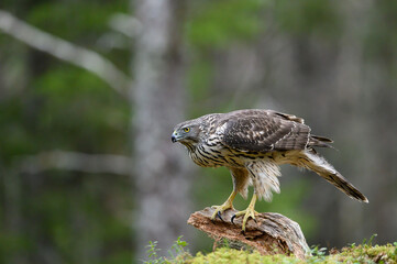 Northern goshawk in autumn forest