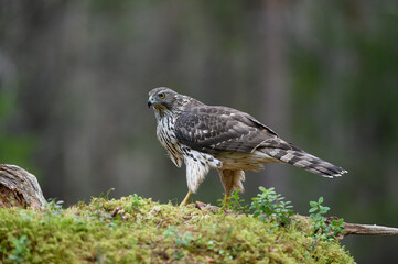 Northern goshawk in autumn forest