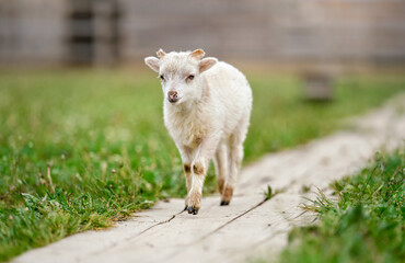 Obraz premium Young ouessant sheep or lamb, walking on wooden board near spring meadow