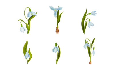 Fototapeta na wymiar Galanthus or Snowdrop with Linear Leaves and Single White Drooping Bell Shaped Flower Vector Set