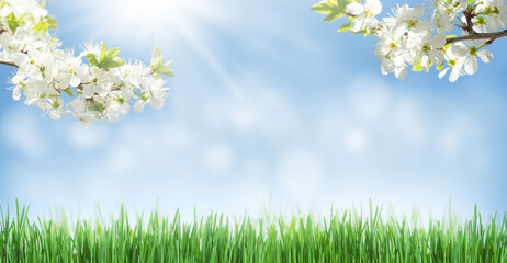 Obraz na płótnie Canvas Sunny backdrop with spring cherry blossom and green grass