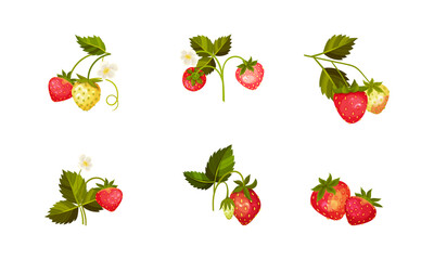 Garden Strawberry Branches with Whole Red Berries Vector Set