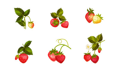 Garden Strawberry Branches with Whole Red Berries Vector Set