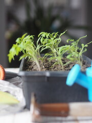 Growing tomato seedlings at home.Small tomato green plants in a plastic box on a wooden table with agricultural tools.