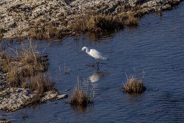 Reflection of an egret between rocks on the banks of the Rhone River