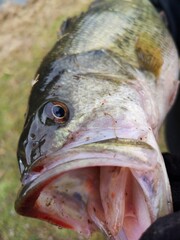 pêche au carnassier - black-bass
