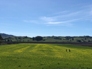 Fototapeta premium Two friends run across a field of mustard flowers