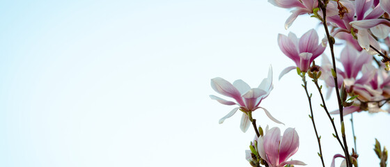 Bannière de fleurs roses sur tige dans un magnolia en lumière naturelle sur le bord droit, sur un fond dégradé vide bleu et blanc