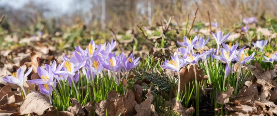 Fotobehang Krokus light purple spring crocus, inmidst brown autumn leaves  © SusaZoom