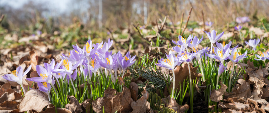 light purple spring crocus, inmidst brown autumn leaves