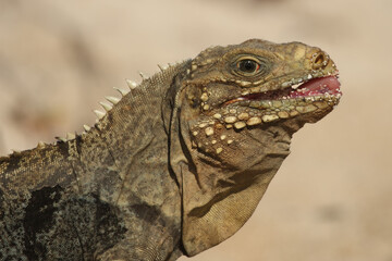 The Cuban rock iguana (Cyclura nubila), also known as the Cuban ground iguana or Cuban iguana, portrait.