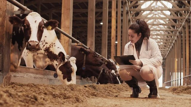 Long shot of young Mixed-Race female sanitary inspector wearing white medical gown, sitting in squat in cowshed, taking some cow feed, checking quality and taking notes, then reaching hand to animal