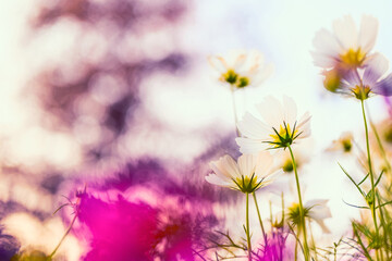 Cosmos Flowers in the Field