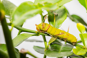 The green caterpillars are gnawing at the young shoots.