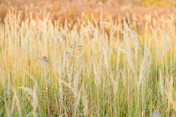 Pampas grass in the sumer field